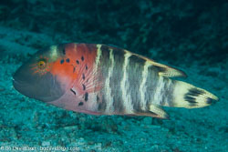 BD-141011-Komodo-4209-Cheilinus-fasciatus-(Bloch.-1791)-[Redbreasted-wrasse].jpg